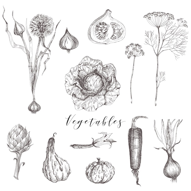 Conjunto de verduras ilustración de dibujo