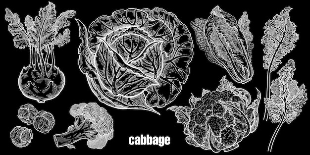 Vector conjunto de verduras de repollo