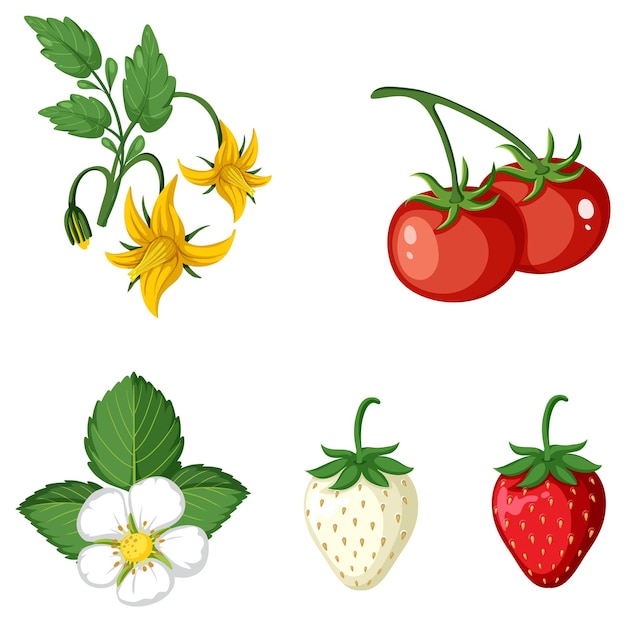 Vector conjunto de verduras sobre fondo blanco.