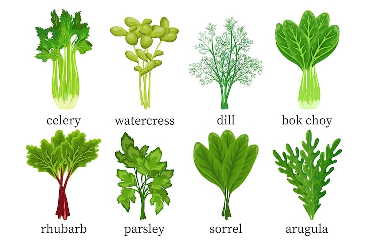 Vector conjunto de verduras verdes hierbas apio berros eneldo perejil bok choy ruibarbo arugulasorrel