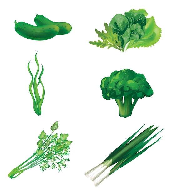 Conjunto de verduras verdes Vector