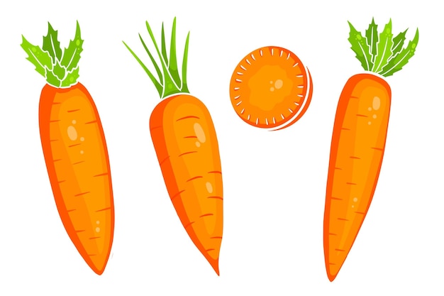 Conjunto de zanahoria. Zanahorias frescas y rodajas. En un estilo de dibujos animados. Ilustración de vector de diseño y decoración.