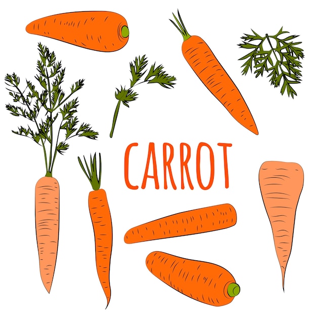 Conjunto de zanahorias dibujadas a mano Esbozo de colores de alimentos Ilustración vectorial orgánica fresca con verduras.