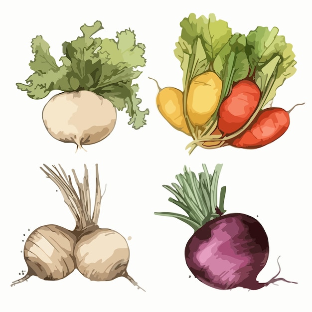 Conjuntos de vegetales Paquete de pintura de acuarela de vegetales