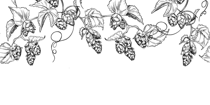 Vector cono de la vid de lúpulo blanco negro vector gráfico borde sin costuras aislado hojas de la rama de los conos de lúpulos pintadas grabado en boceto botánico fondo repetido para el diseño de envases textiles lúpulo liana