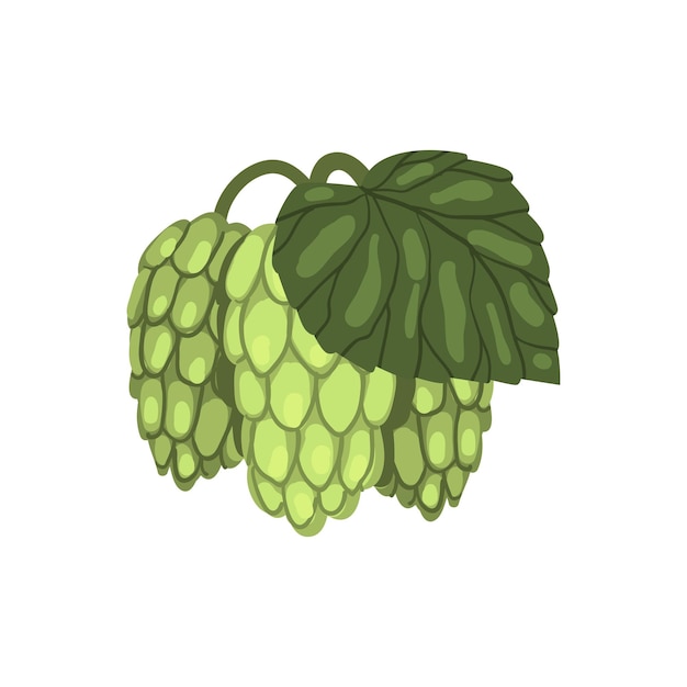 Conos de lúpulo verde con hoja humulus lupulus elemento vegetal para el diseño de productos cerveceros vector ilustración sobre un fondo blanco