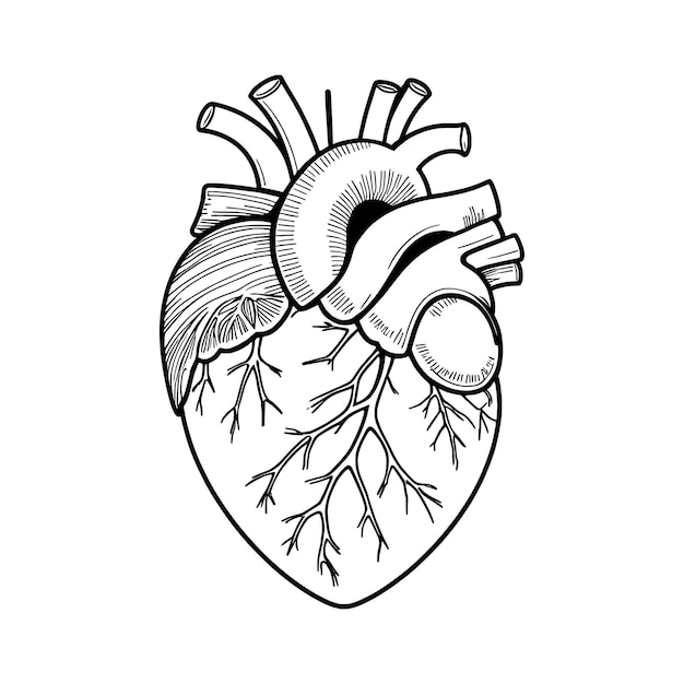 Contorno de corazón dibujo a mano página de colorear diseño vectorial e ilustración