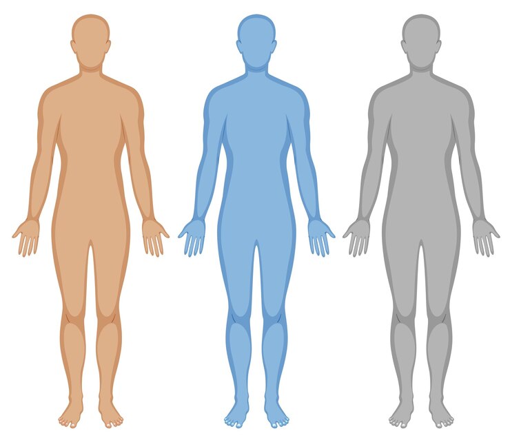Vector contorno del cuerpo humano en tres colores