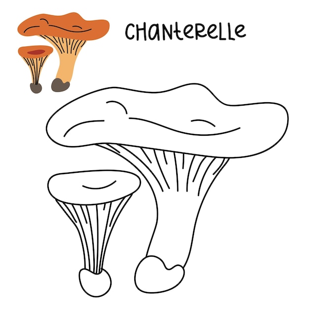 Contorno y dibujo en color de un hongo comestible chanterelle con nombres para colorear plano aislado