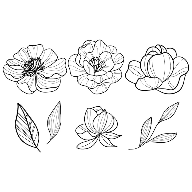 Contorno elegante de peonías y hojas en un diseño vectorial detallado para la expresión artística