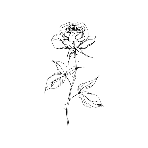 Contorno de flor de rosa dibujado a mano obra de arte en blanco y negro ilustración vectorial minimalista