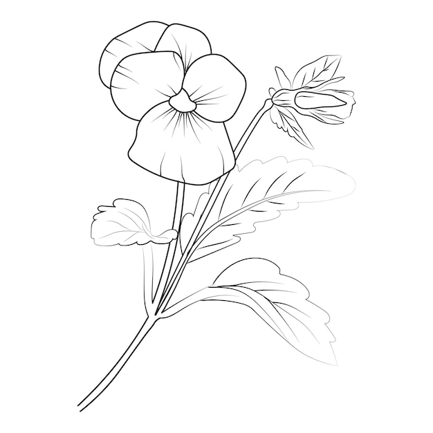 Contorno de flores sobre un fondo blanco dibujo de flor de pensamiento fácil dibujo a mano flores de pensamiento