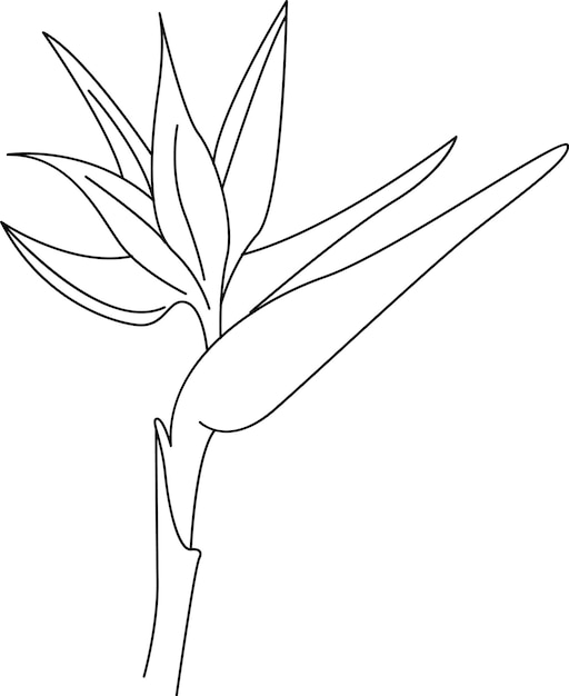 Contorno de flores tropicales