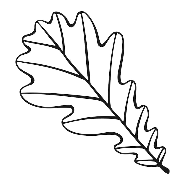 Contorno de hoja de roble dibujado a mano Hoja de roble en estilo de arte de línea aislado sobre fondo blanco