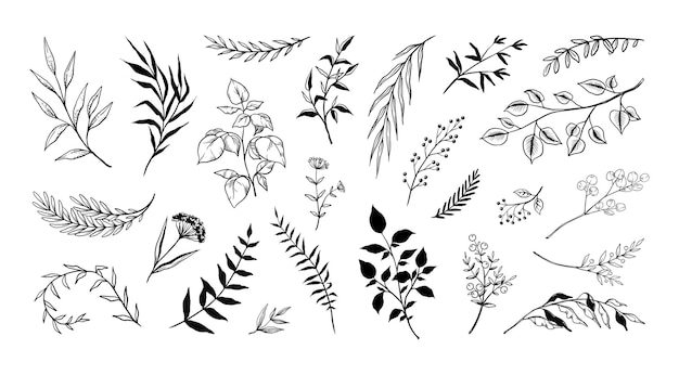 Contorno de hojas dibujado a mano conjunto de plantas boceto de follaje hojas y flores en ramas línea decoración hierbas tallo y pétalos colección de naturaleza elementos florales elegantes negros fondo vectorial