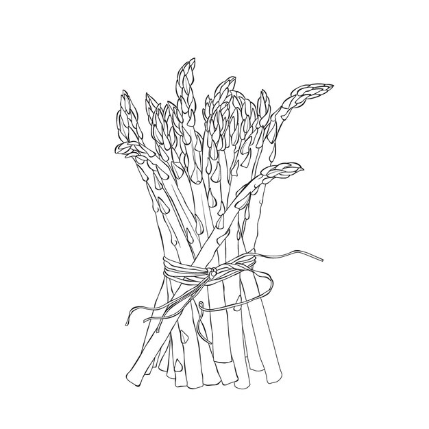 Contorno de hortalizas de espárragos Ilustración vectorial dibujada a mano sobre un fondo blanco