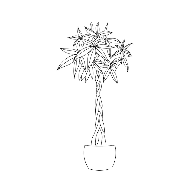 Vector contorno de línea de mano de árbol de pachira de planta de ilustración vectorial