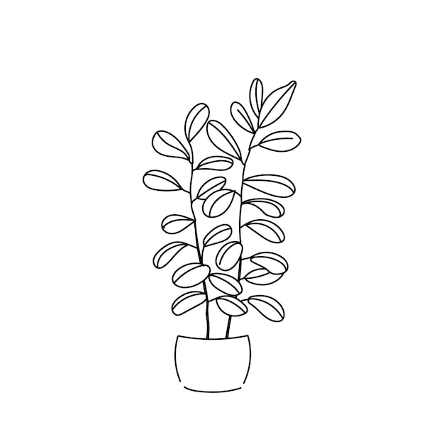 Contorno de línea de mano de ficus de planta de ilustración vectorial sobre fondo blanco