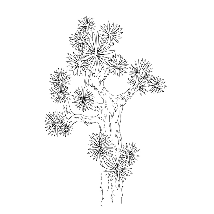 Vector contorno de línea de mano de planta de árbol de joshua de ilustración vectorial sobre un fondo blanco