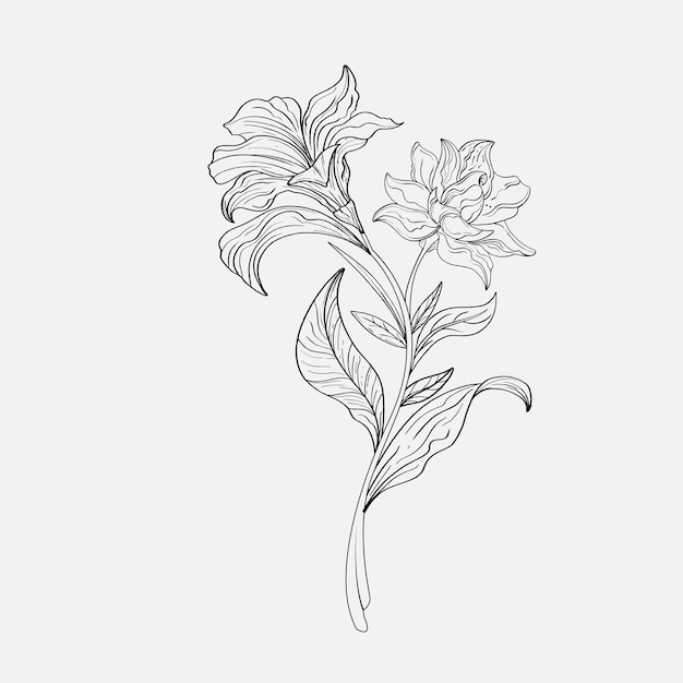 Contorno Lirios Página en blanco y negro para colorear libro Coloración antiestrés Flores de arte lineal