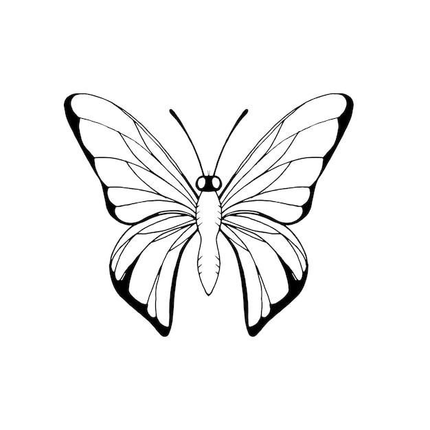 El contorno de la mariposa