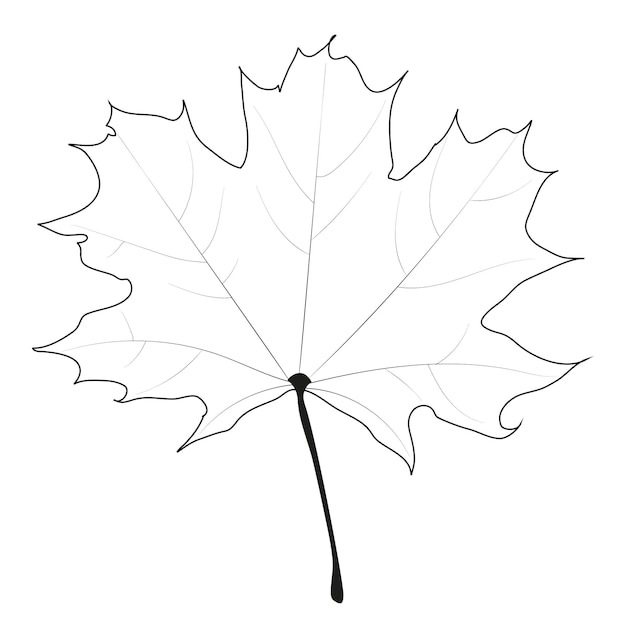 Contorno natural de la hoja de arce Botánica Símbolo de Canadá