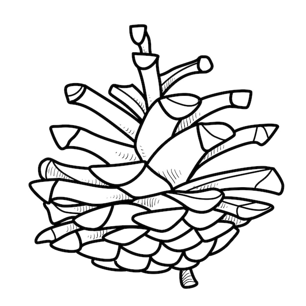 Contorno de objeto de cono de pino para colorear sobre fondo blanco