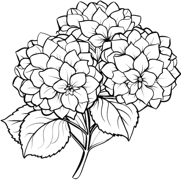 Contorno del ramo de flores de hortensia Ilustración para colorear diseño de página de libro