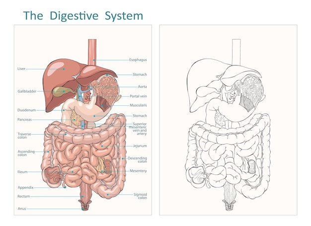 Contorno del sistema digestivo interno humano e ilustración de vector plano Vector del tracto gastrointestinal