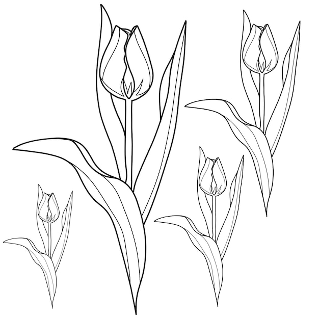 Contorno de los vectores de las flores