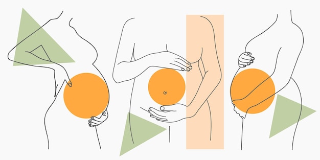 Contorno del vientre embarazado