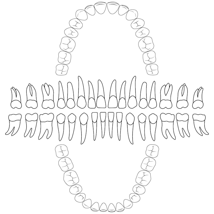 Vector contornos dientes fórmula dental