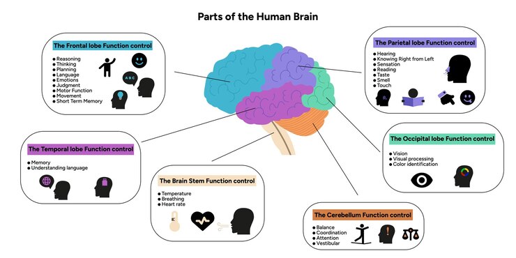 Vector control de la función del lóbulo parietal frontal temporal occipital del tronco cerebral del cerebelo