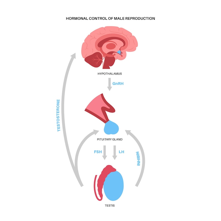 Vector control hormonal de la reproducción masculina. anatomía del cerebro y los testículos. conexión con testículos y glándula pituitaria. vía de la testosterona y la inhibina del hipotálamo al testículo ilustración vectorial plana.