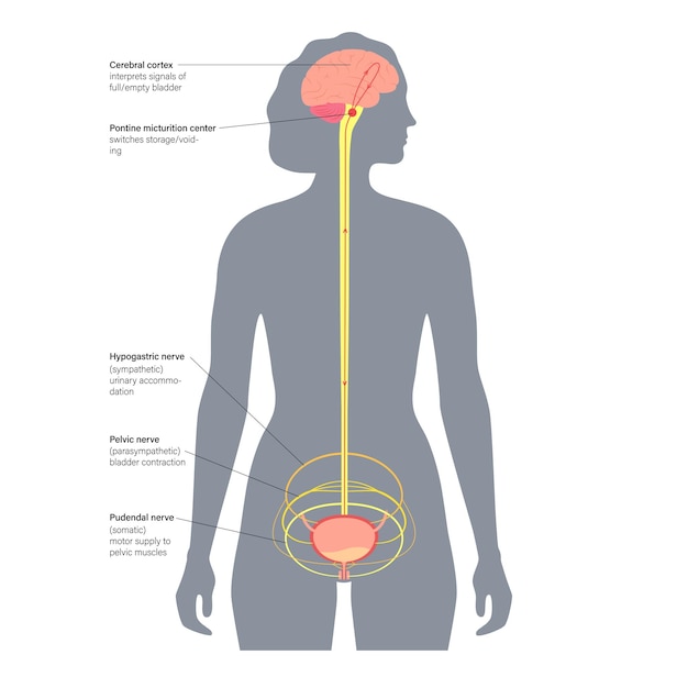 Vector control neural de la micción