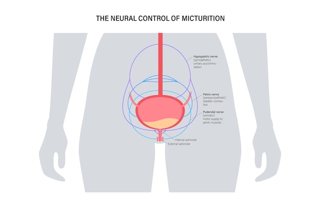 Vector control neural de la micción