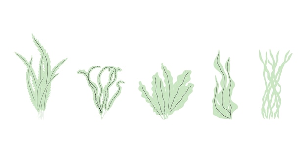 Coral Planta submarina Ilustración vectorial en estilo escandinavo Algas marinas