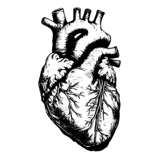 corazón anatómico dibujado a mano