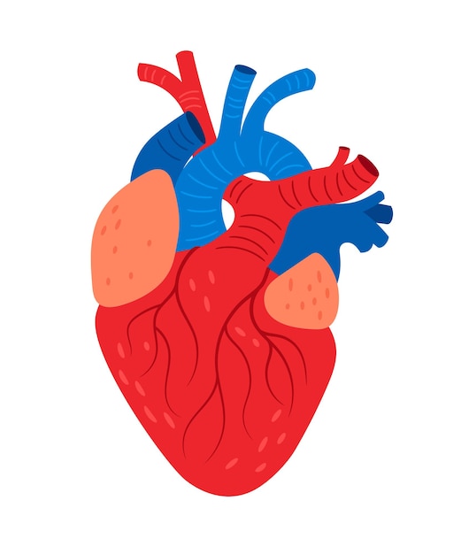 Corazón anatómico. Dibujos animados de órganos cardiovasculares biológicos humanos, ilustración vectorial de bomba de sangre con músculos y venas aisladas sobre fondo blanco