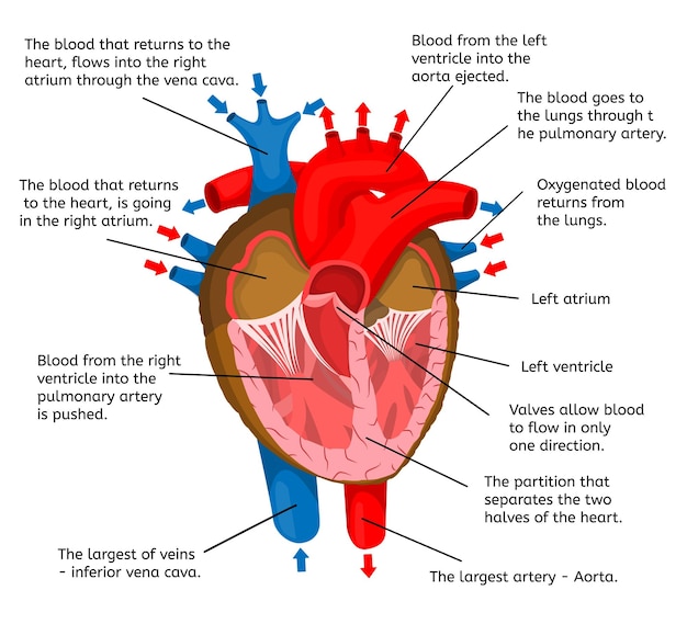 Corazón del cuerpo en términos de estructura de animación aislado en un fondo blanco Ilustración vectorial