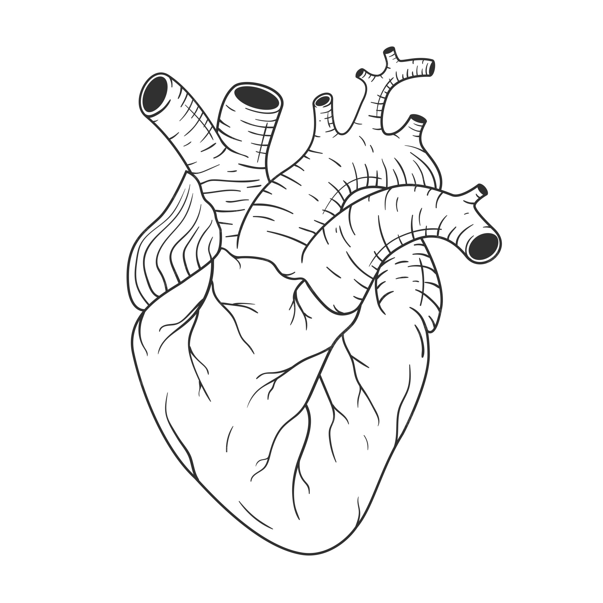 Corazón humano anatómicamente correcto dibujado a mano línea arte. vector de dibujo en blanco y negro | Vector Premium Corazón humano anatómicamente correcto dibujado a mano línea arte. vector de dibujo en blanco y negro | Vector Premium