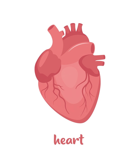 Corazón humano El corazón con el sistema venoso Anatomía Órgano interno humano