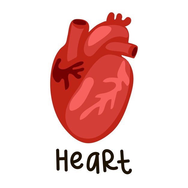 corazón humano en estilo de dibujos animados en blanco con una inscripción Un corazón con sistema venoso Anatomía humana