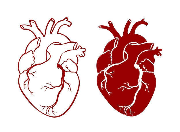 Vector corazón humano realista anatómico