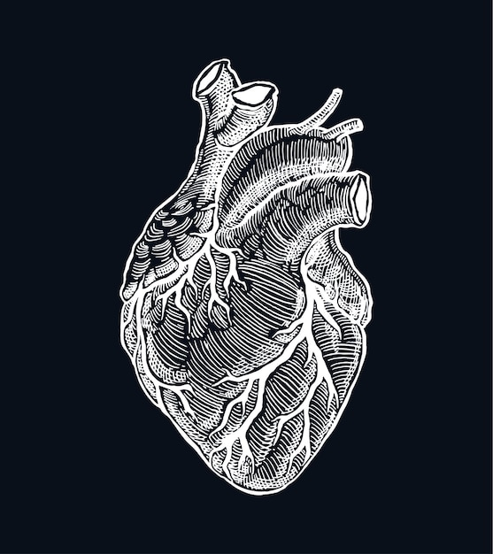 Corazón humano realista. Estilo vintage. Ilustración dibujada a mano