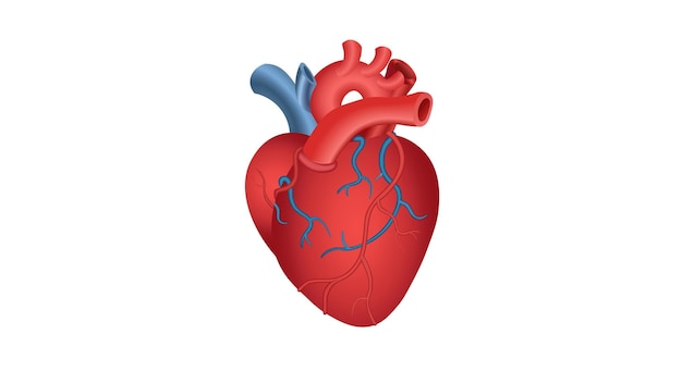 Corazón humano realista, volumétrico, rojo, icono en un fondo blanco. Concepto médico. ilustración vectorial