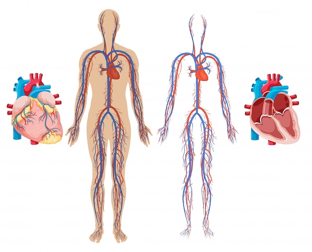 Vector corazón humano y sistema cardiovascular