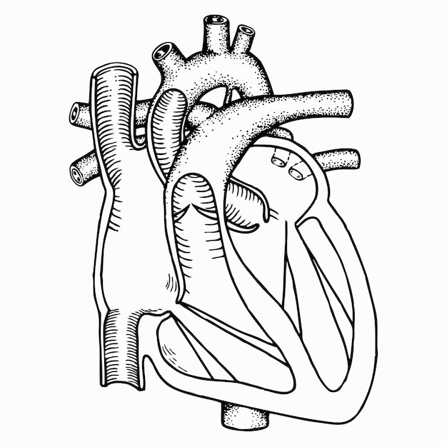 Corazón humano