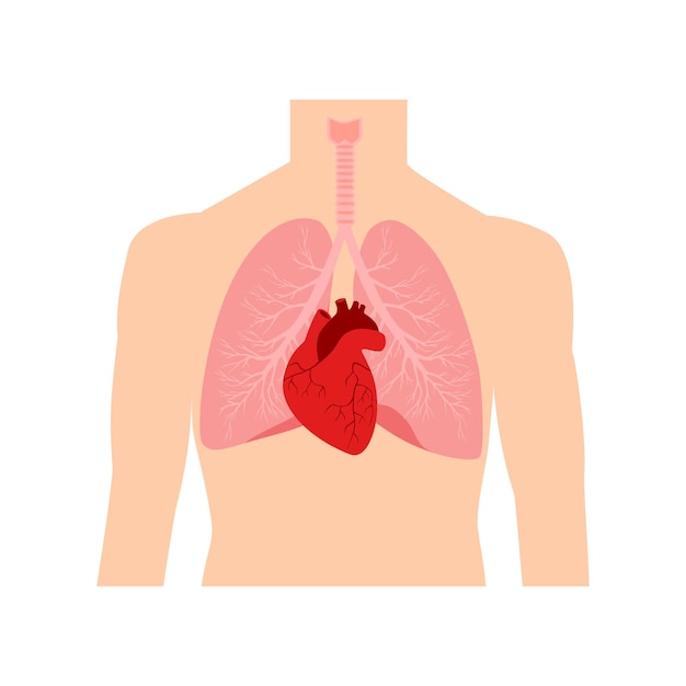Corazón y pulmones Órganos internos en un cuerpo humano masculino Anatomía de las personas Parte del corazón humano