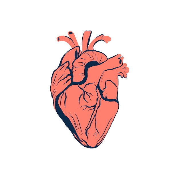 Corazón vector ilustración mano dibujo aislado sobre fondo blanco